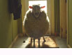 Black Sheep 2
